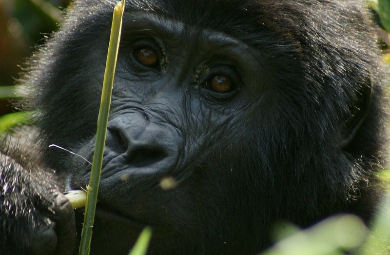 440 gorilla images