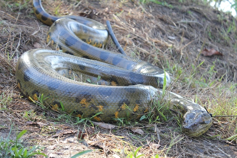 Green Anaconda (Eunectes murinus) 