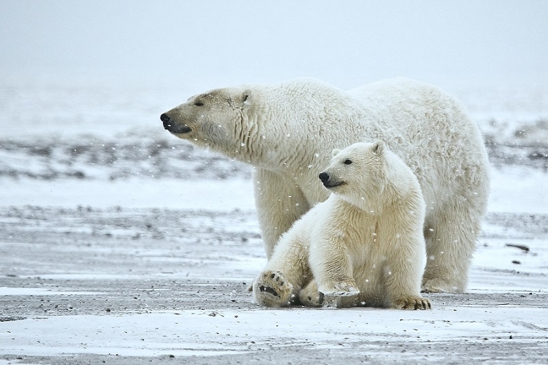Polar Bear (Ursus maritimus) 