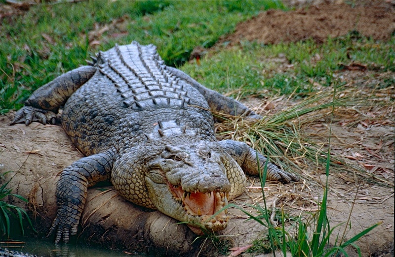 Saltwater Crocodile 