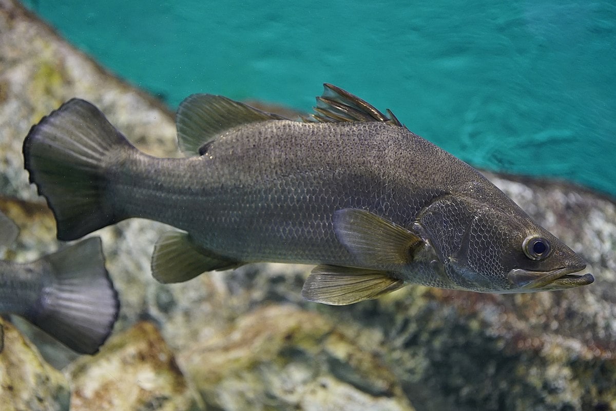 largest freshwater fish