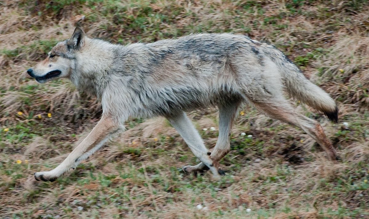 Worlds Largest Timber Wolf