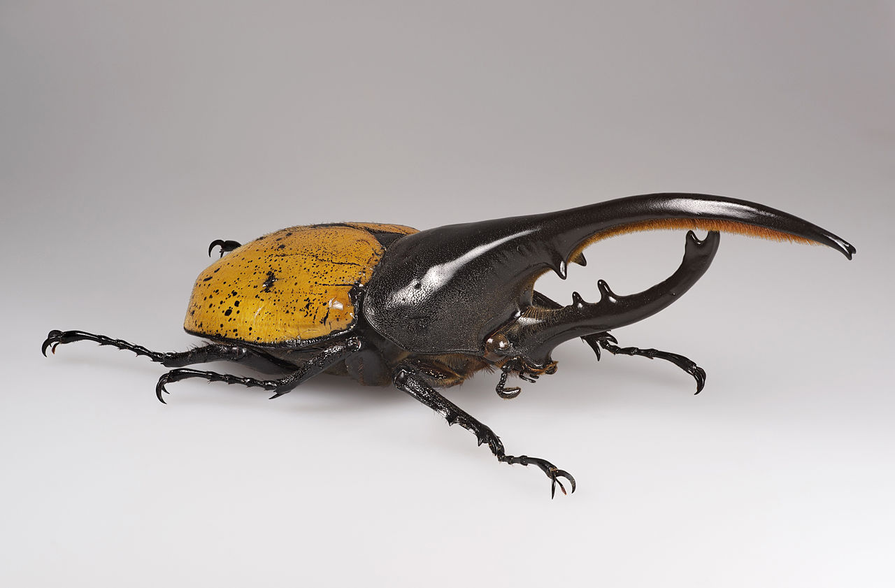 Hercules Beetle 