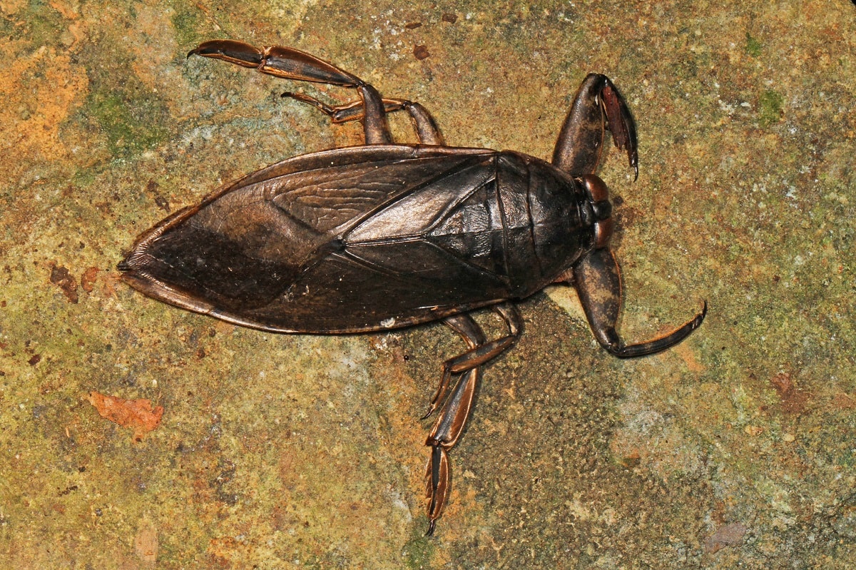 Giant Water Bug (Belostomatidae) 