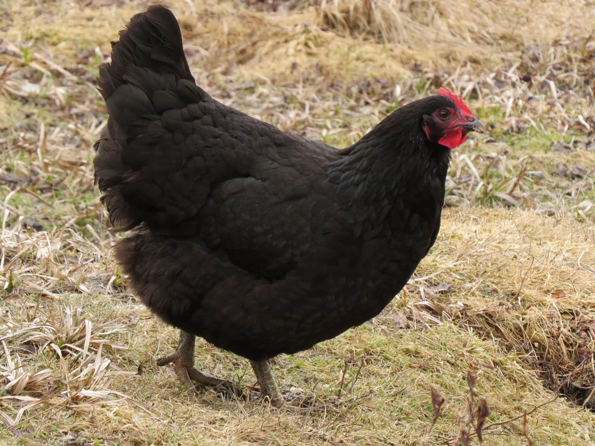 jersey giant chicken breed