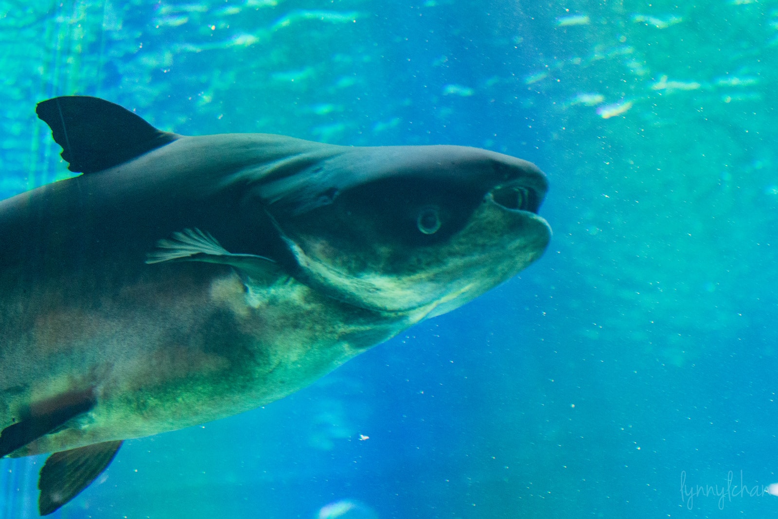 Mekong Giant Catfish - (Pangasianodon gigas)