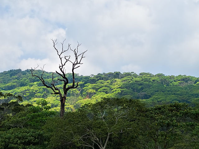 Where Is the Largest Jungle?