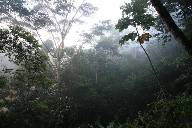 Amazon Rainforest