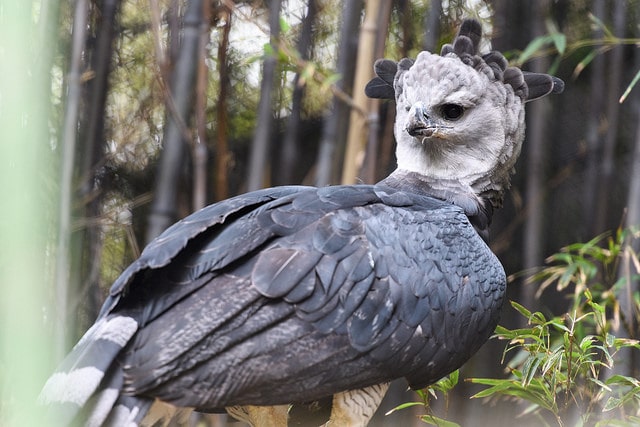 Harpy eagle. The largest and most powerful raptor in the Americas, and  among the largest in the world. They have a wingspan of…