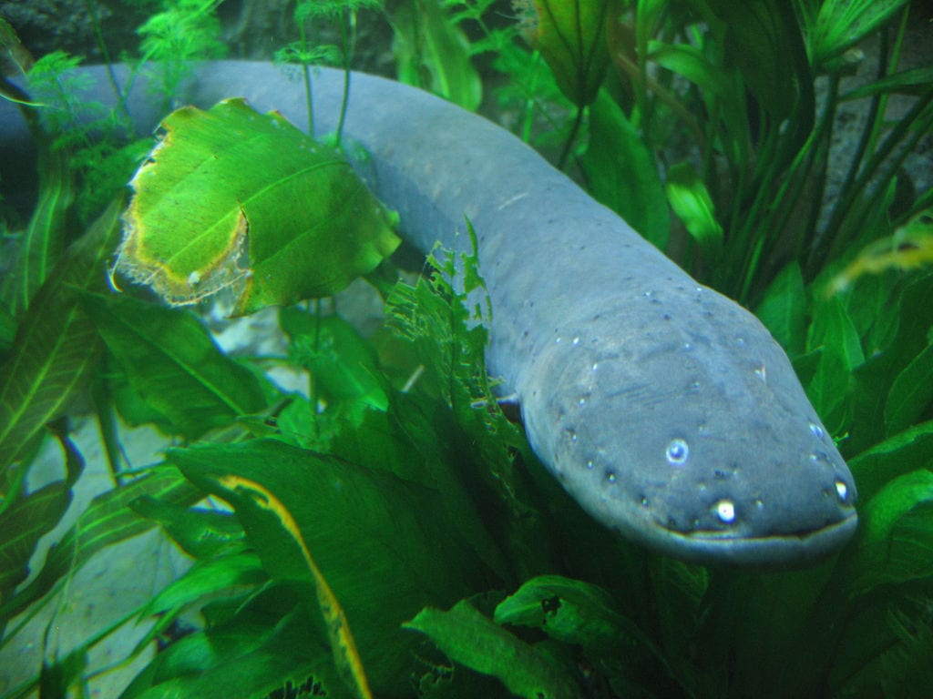 Electric Eel - (Electrophorus electricus)