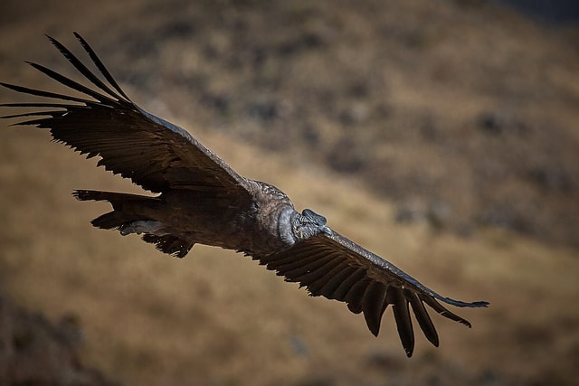 Andean Condor