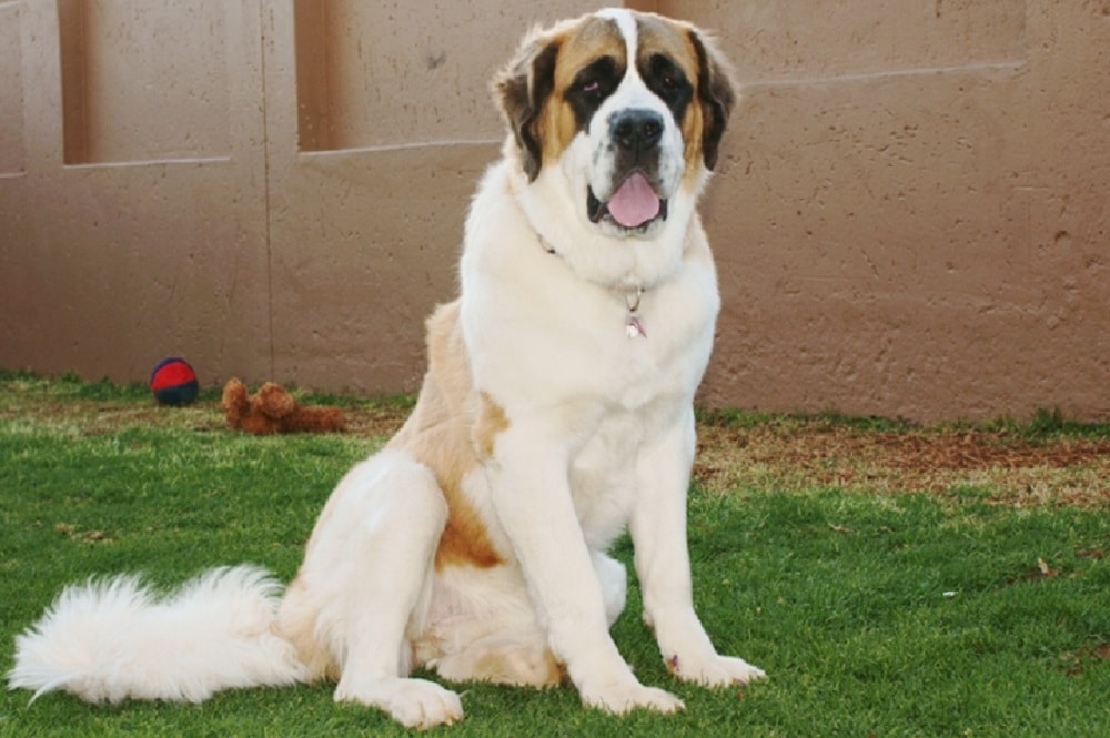 Saint Bernard