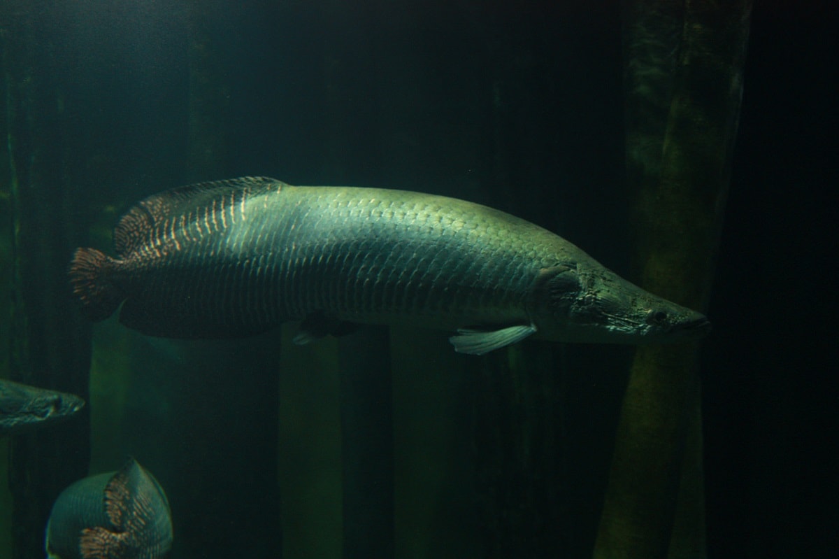 Arapaima - (Arapaima gigas)