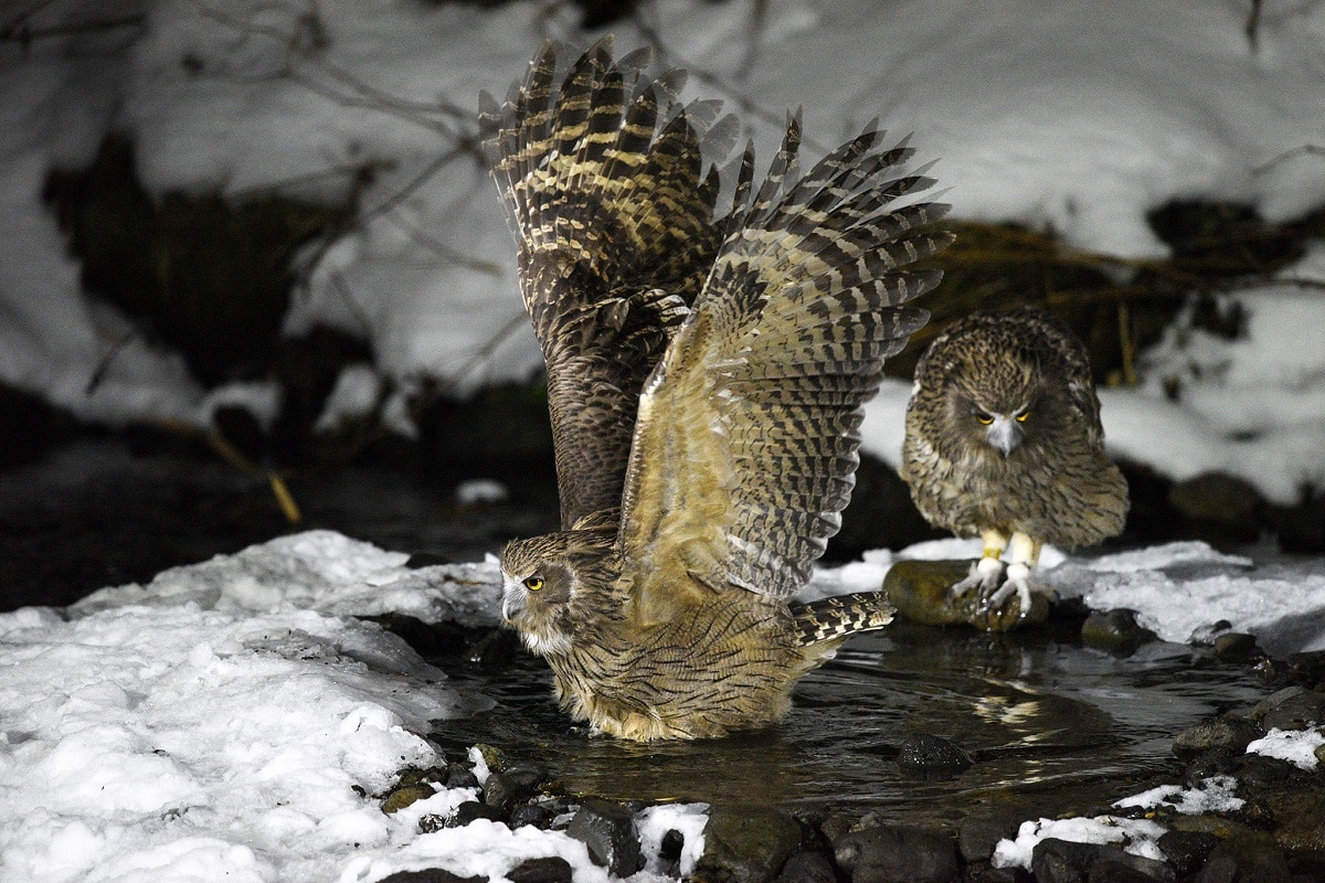 Blakiston’s Fish Owl - (Bubo blakistoni)