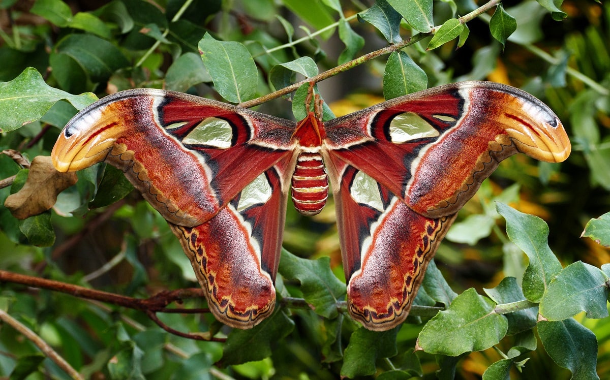 Atlas Moth - (Attacus atlas)