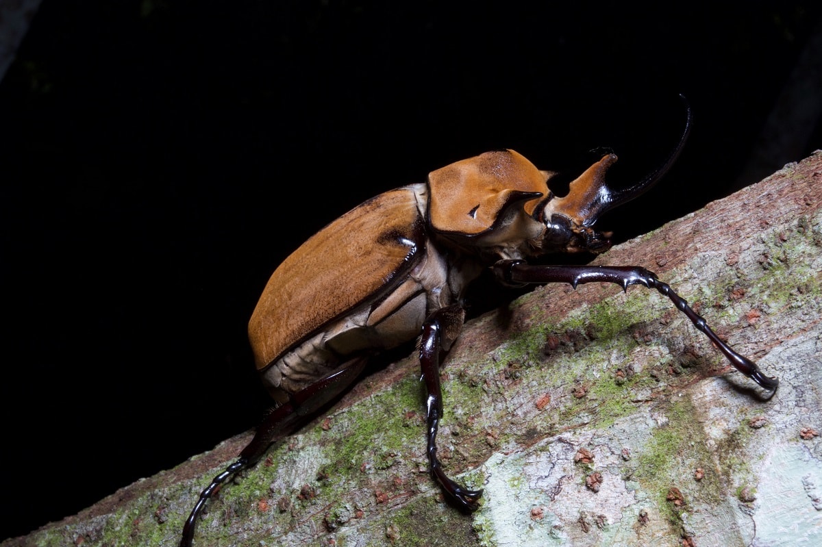 Elephant Beetle 