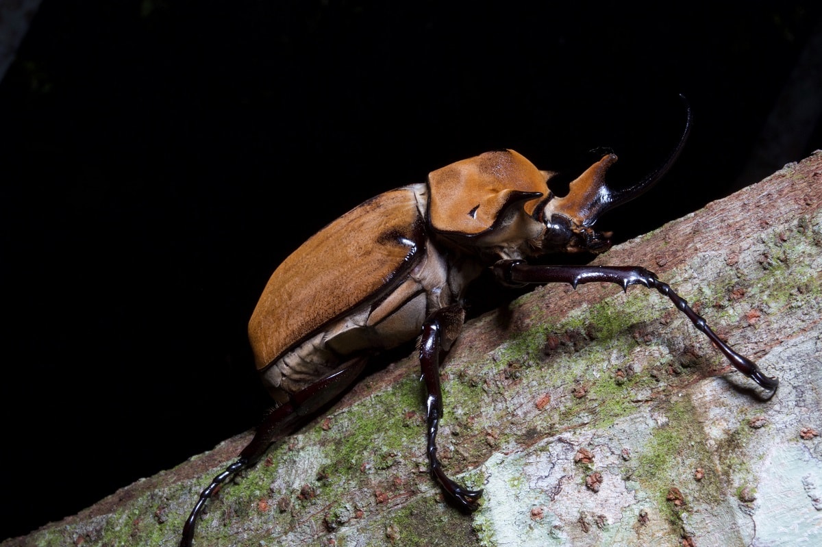 10 Biggest Insects In The World