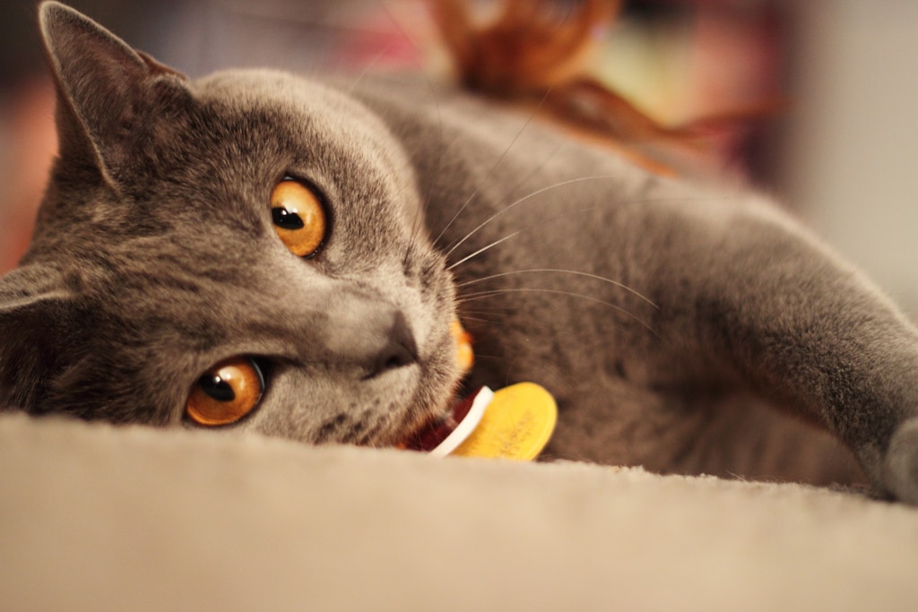 Chartreux