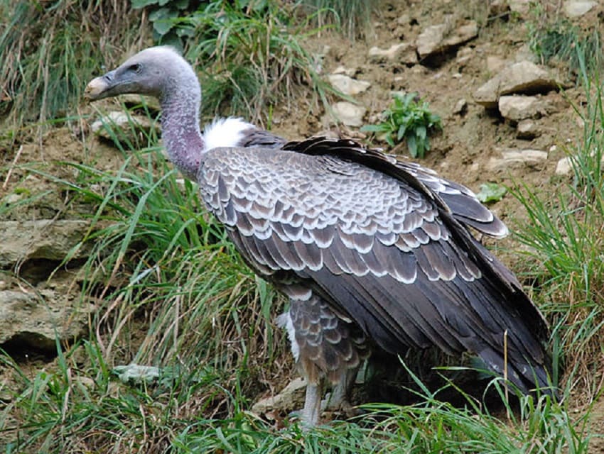 Himalayan Griffon Vulture