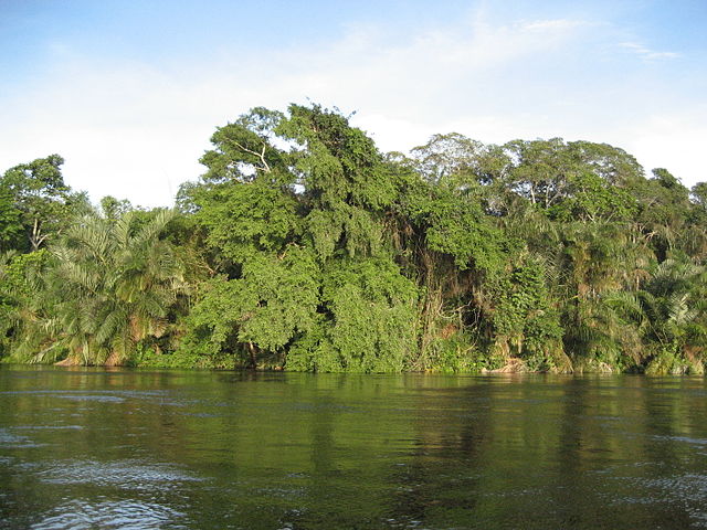 Congo Rainforest