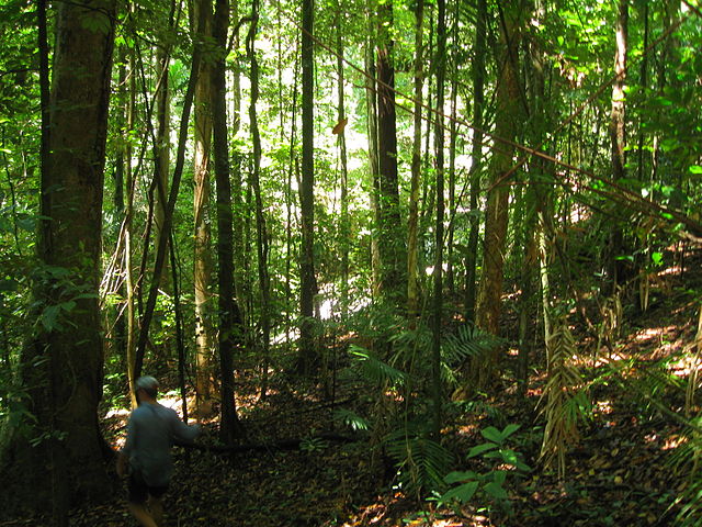 Daintree Forest