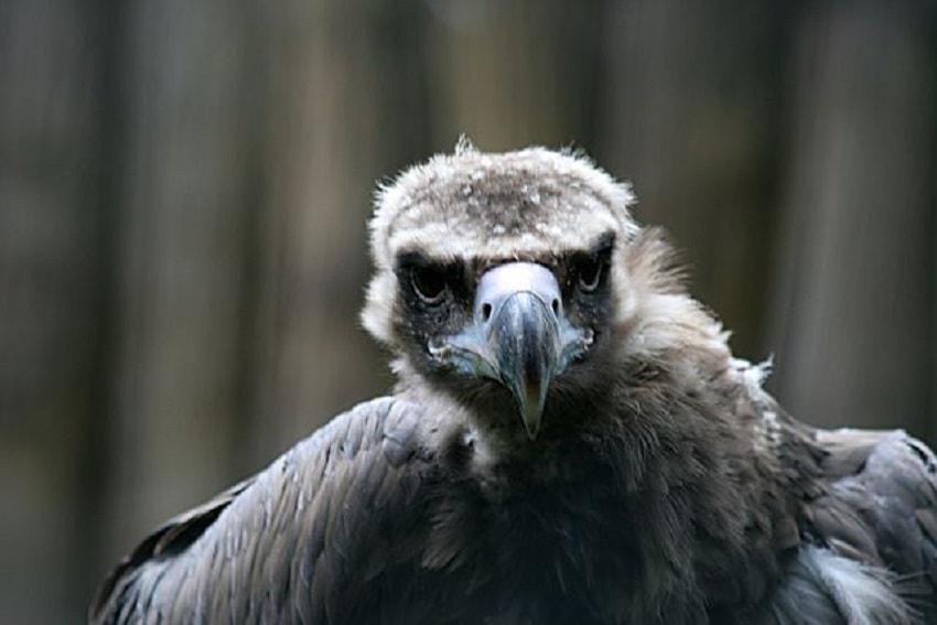 Eurasian Black Vulture