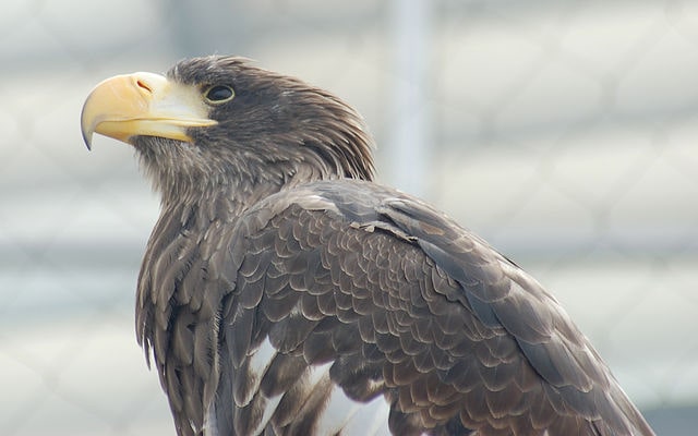 Steller’s Sea Eagle - (Haliaeetus pelagicus)