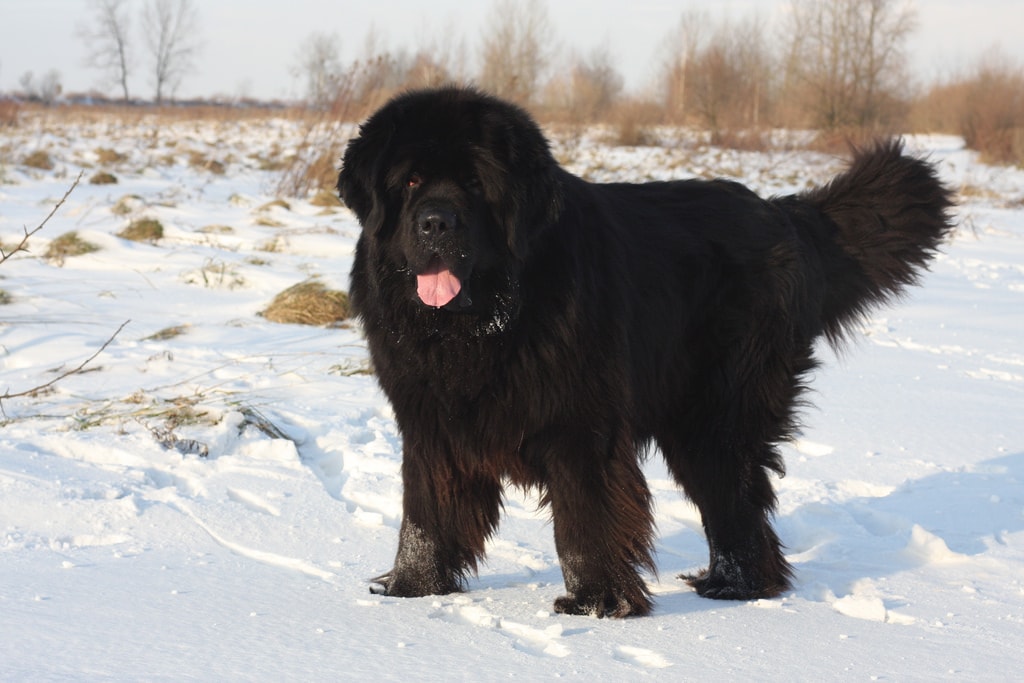 Newfoundland Dog