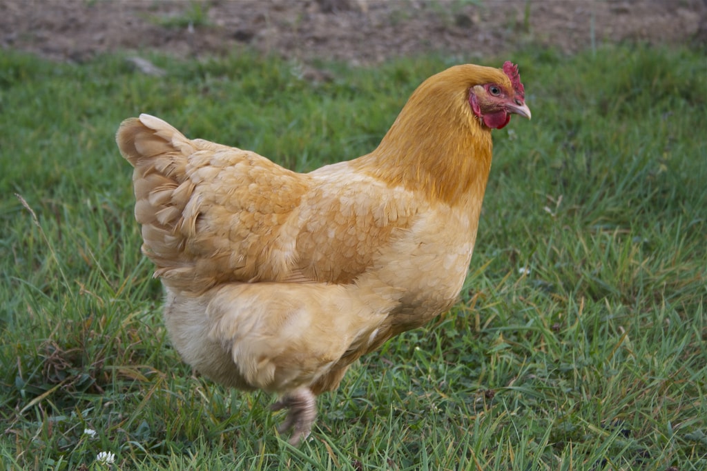 the biggest chicken in the world