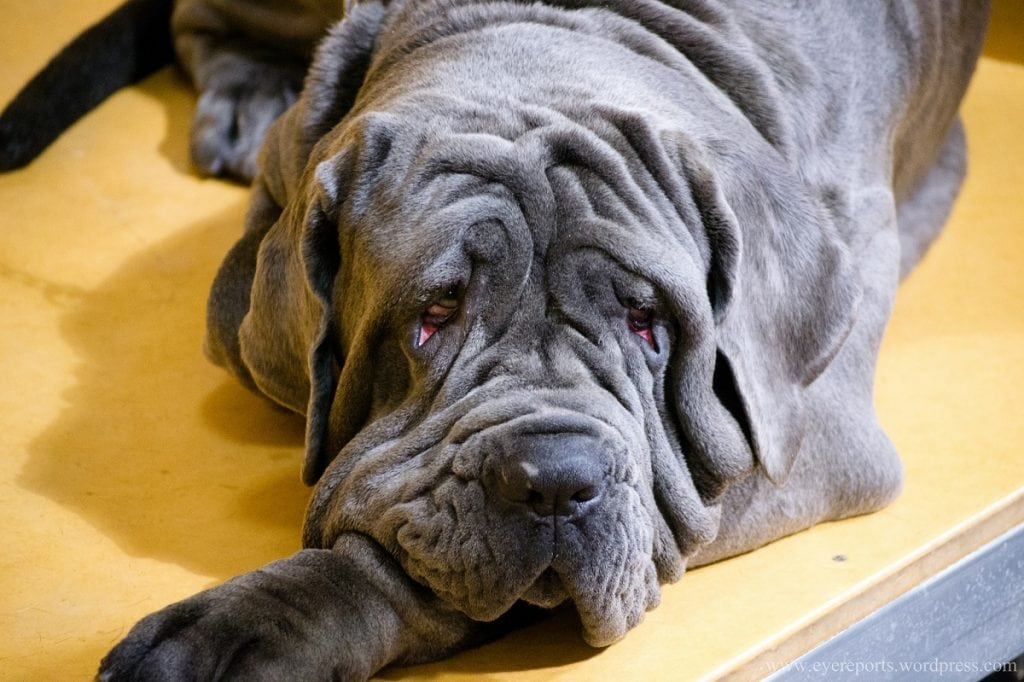 10 Largest Dog Breeds In The World - Largest.org