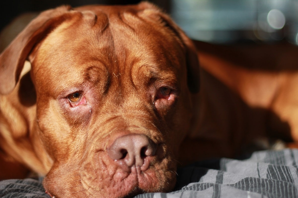 French Mastiff (Dogue de Bordeaux)