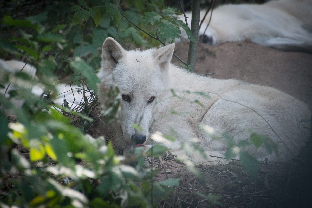 Tundra Wolf - (Canis lupus albus)