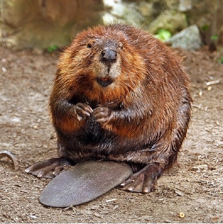 North American Beaver - (Castor canadensis)