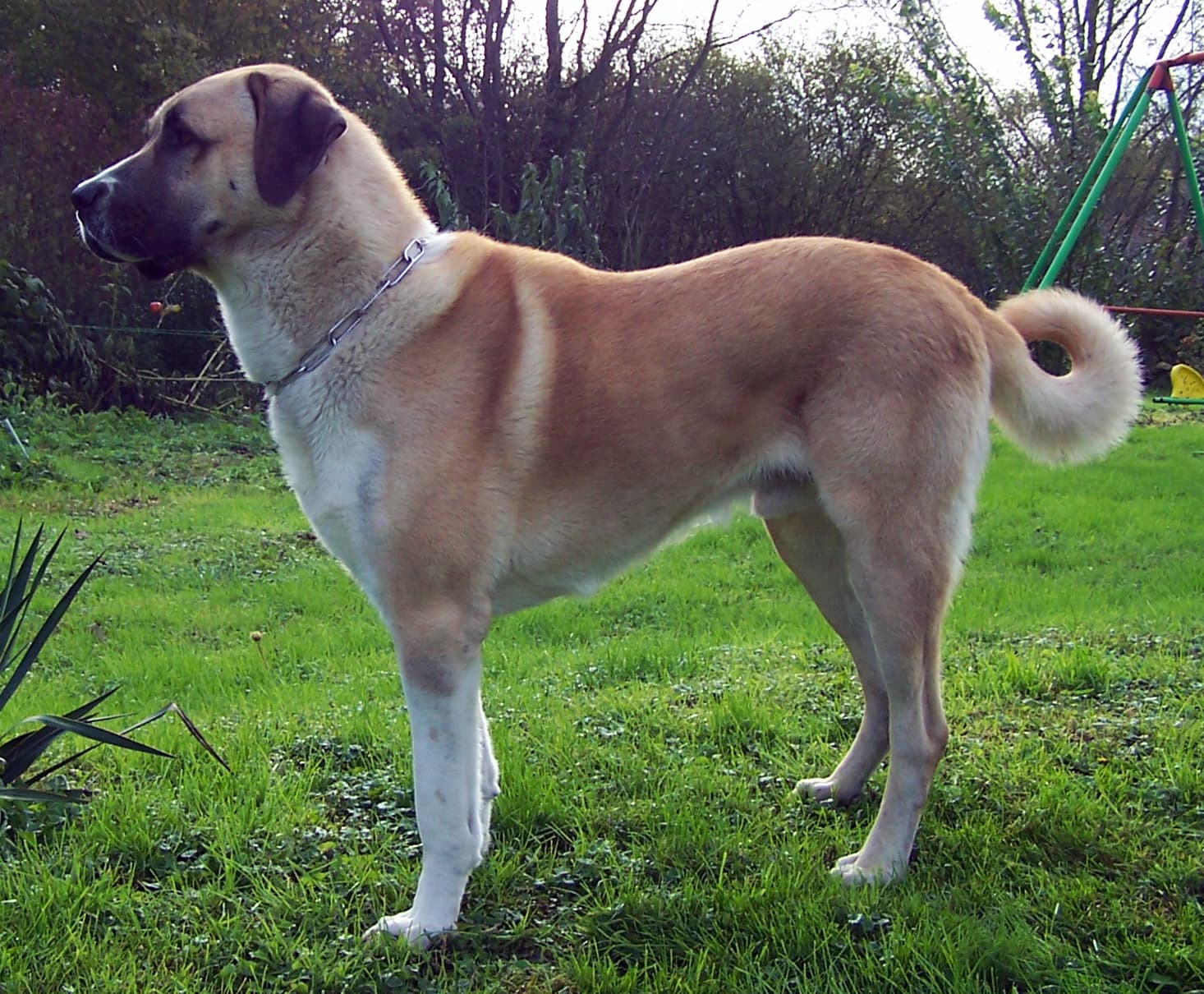 Anatolian Shepherd Dog