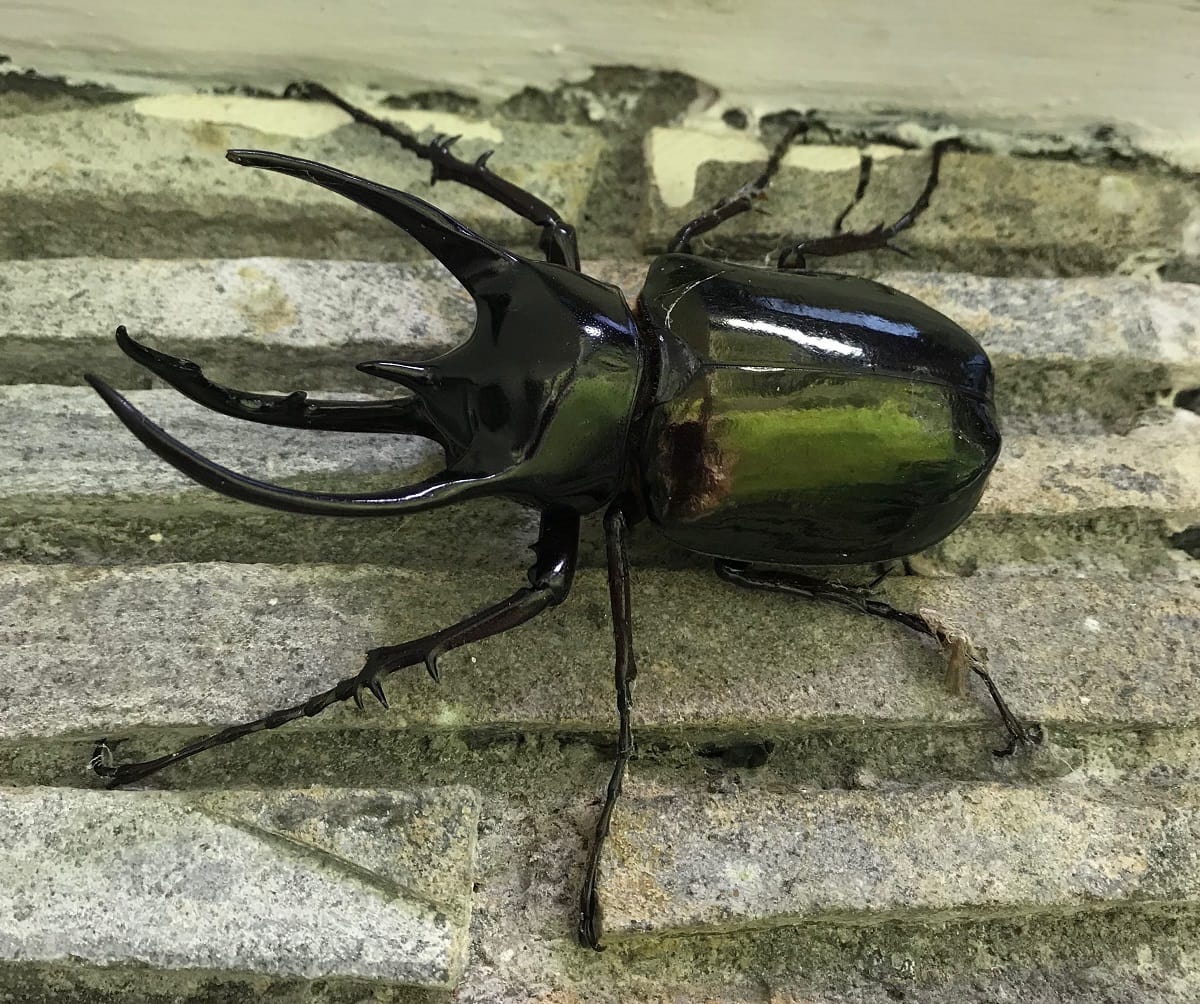 Atlas Beetle - (Chalcosoma atlas)