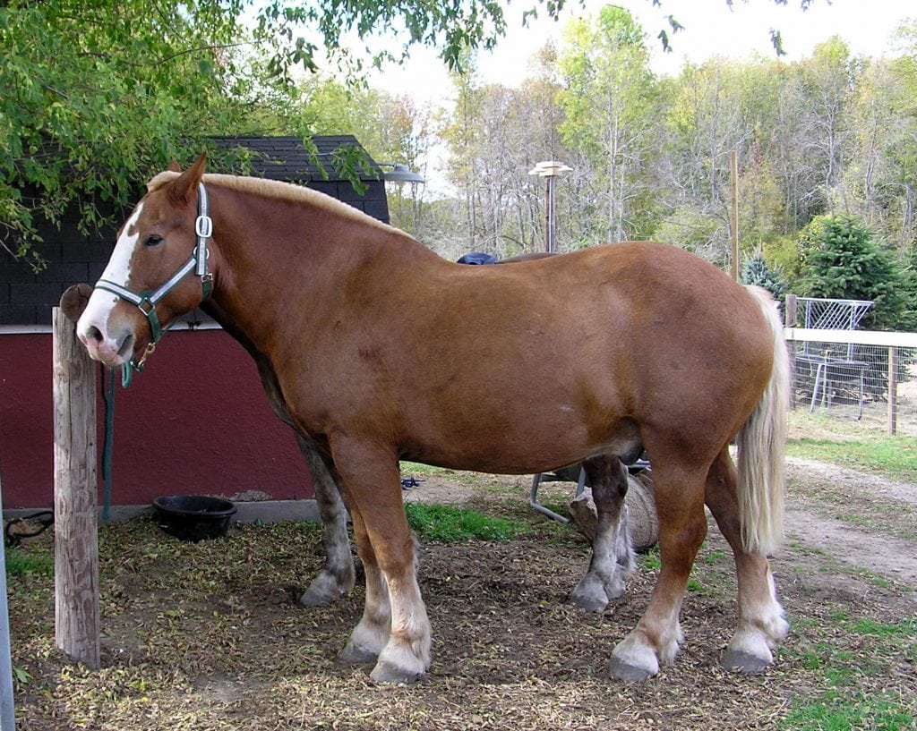 9 Largest Horse Breeds In The World