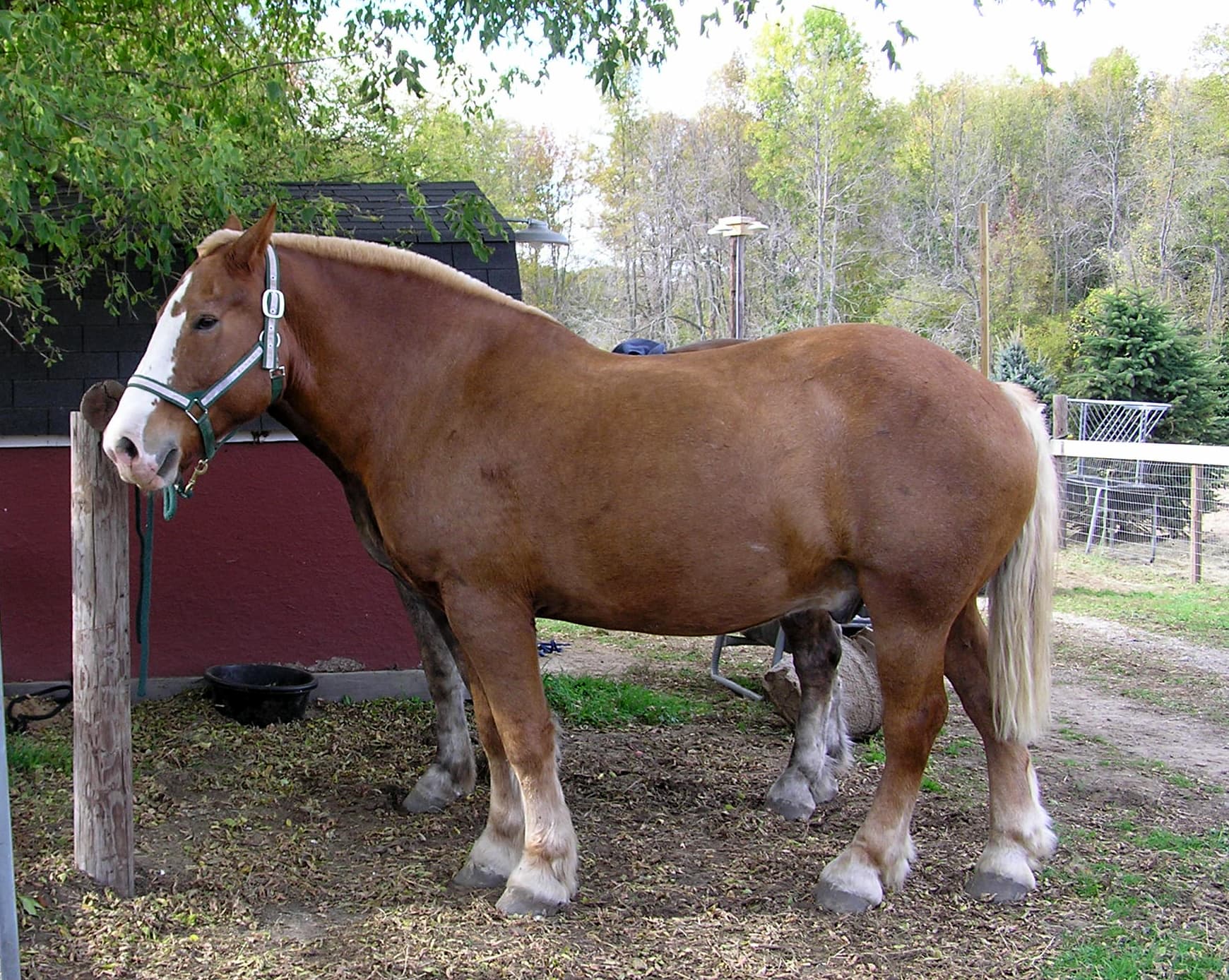 9 Largest Horse Breeds in the World