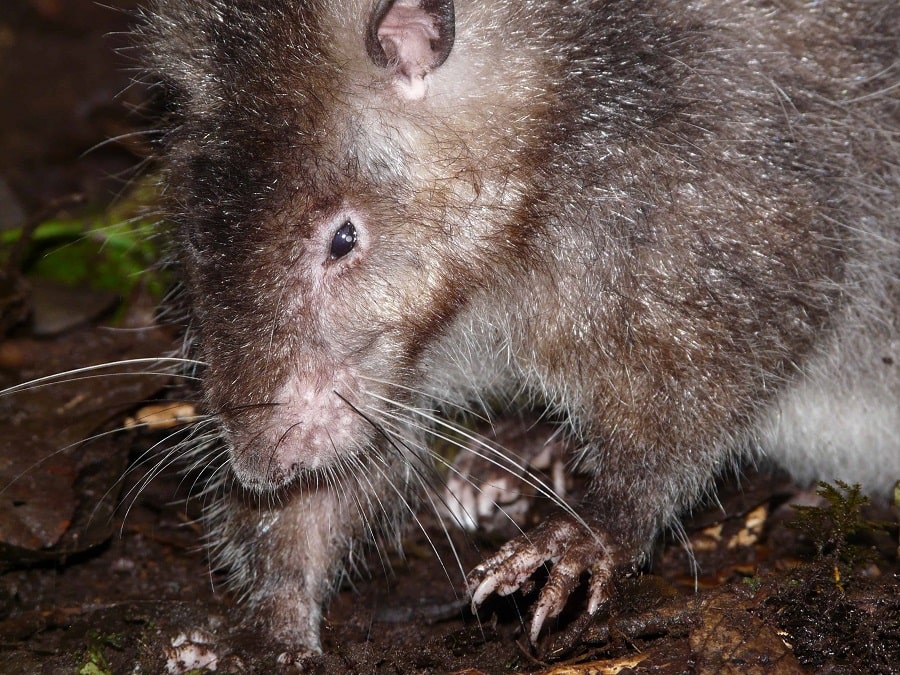 Bosavi Woolly Rat