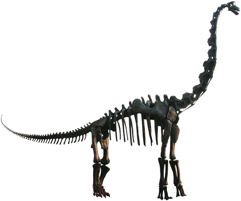 15 Largest Dinosaurs In The World Largest Org 15 Largest Dinosaurs In The World Largest Org