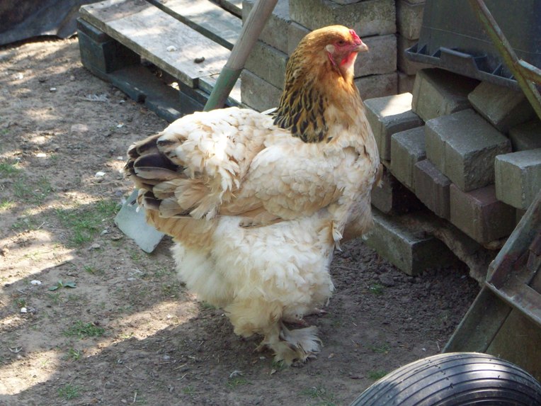 the biggest chicken in the world