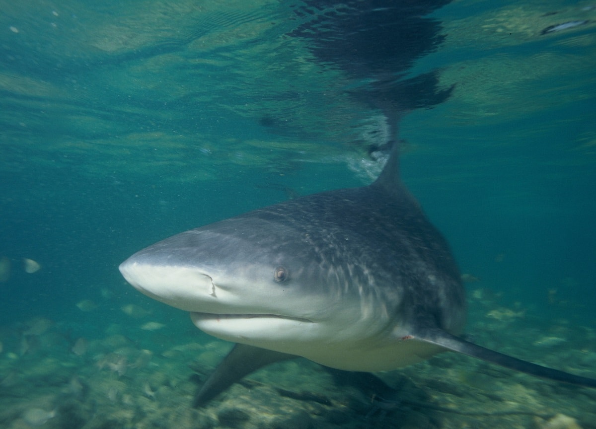 Tiburón toro - (Carcharhinus leucas)