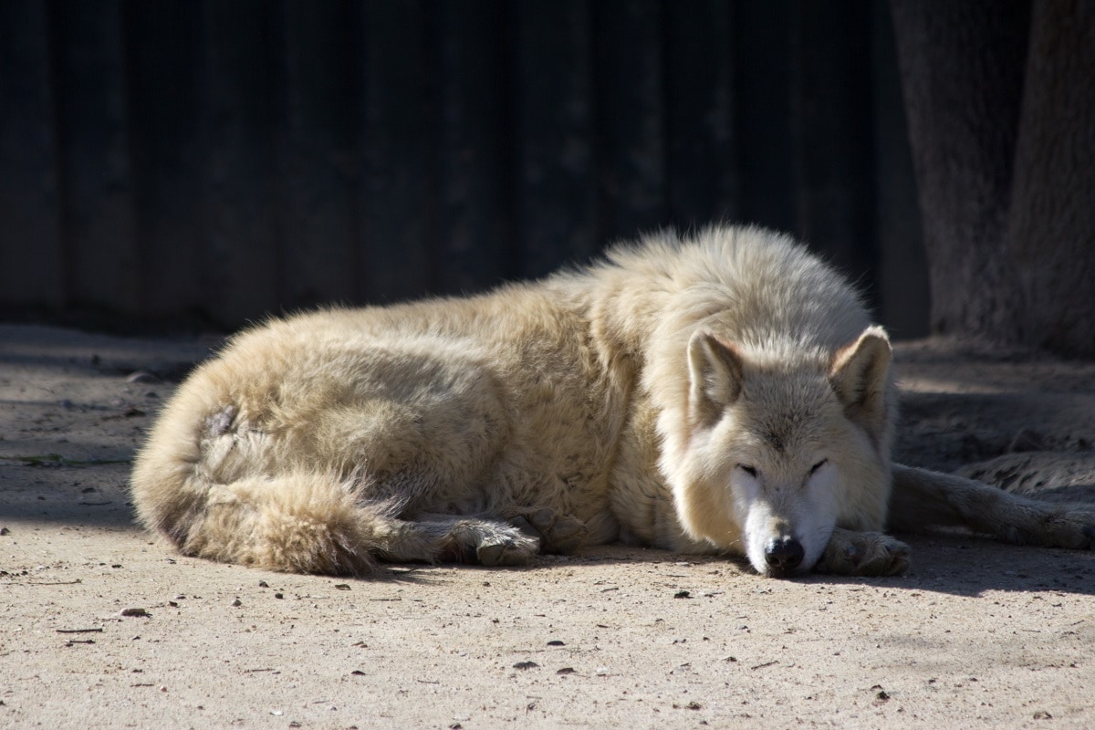 Mackenzie Valley Wolf - (Canis Lupus Occidentalis)