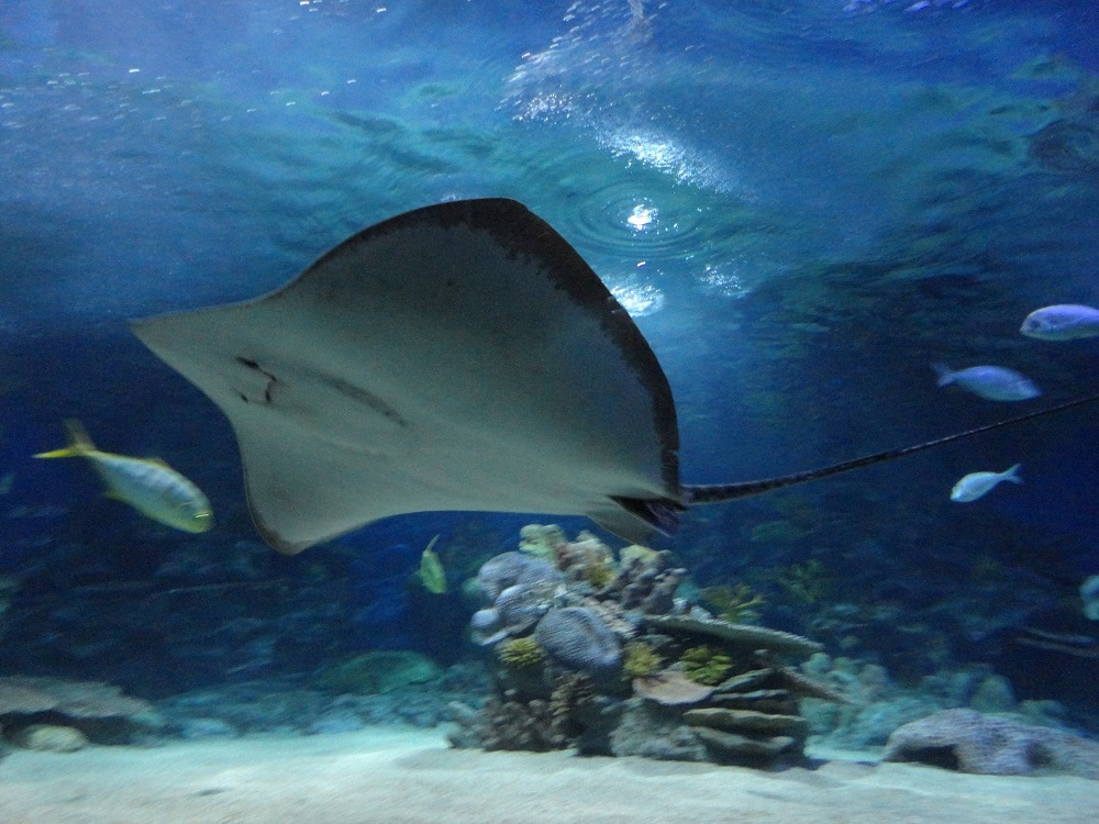 Istanbul Sea Life Aquarium