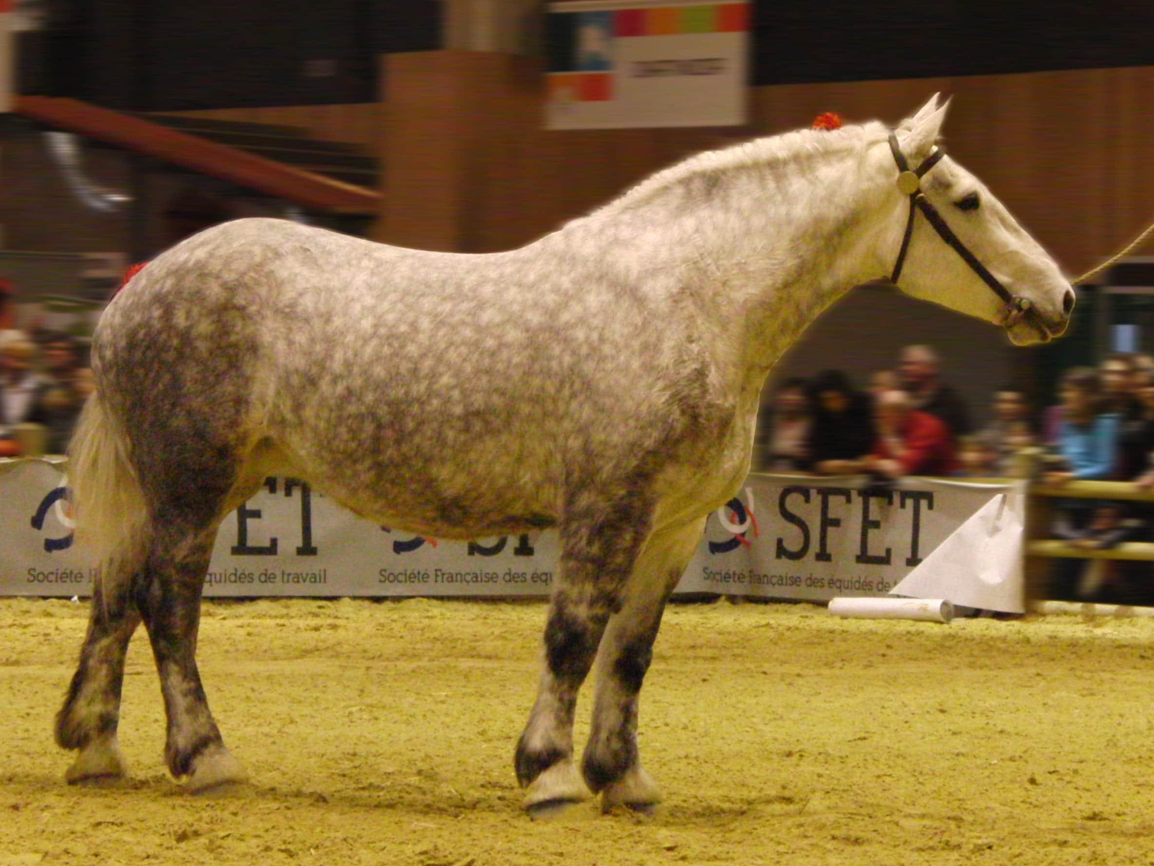 9 Largest Horse Breeds in the World - Largest.org