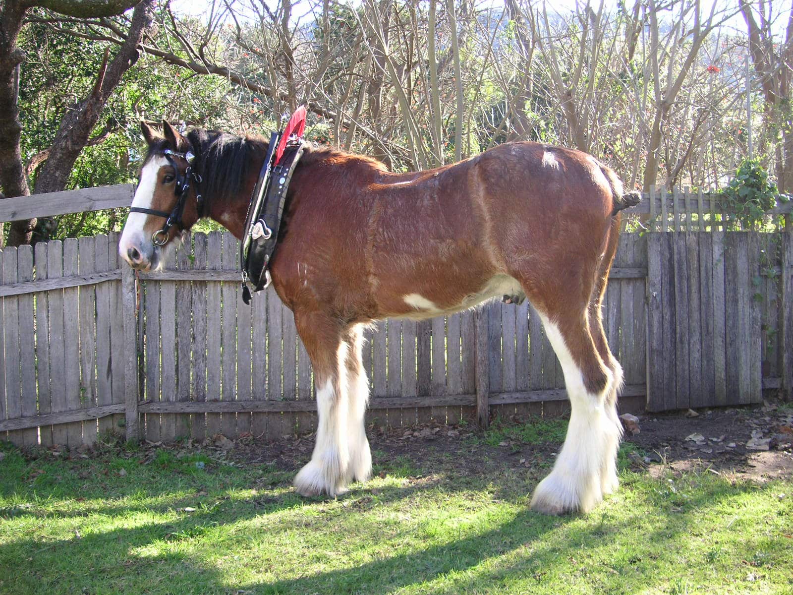 Clydesdale