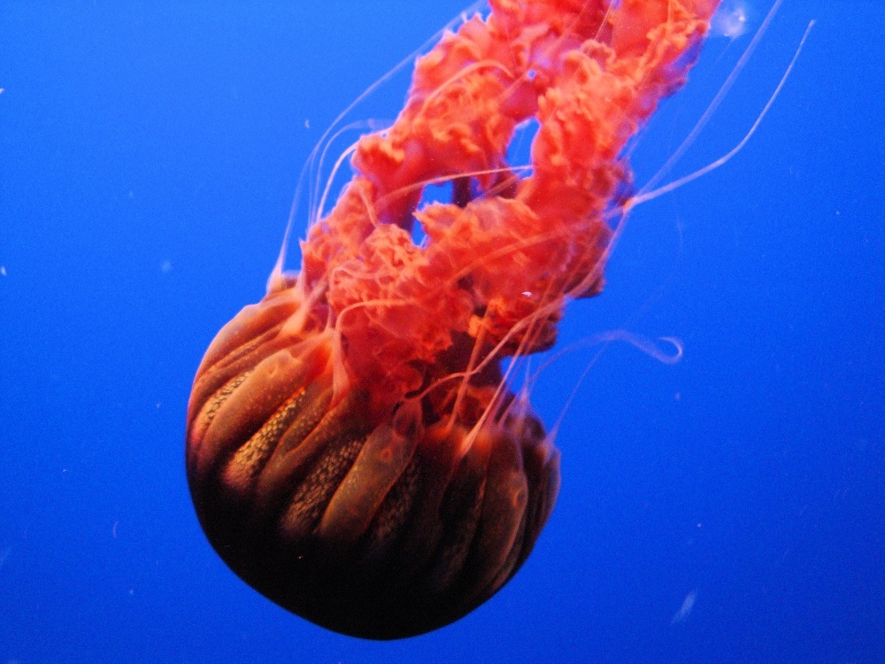 Sea Nettle