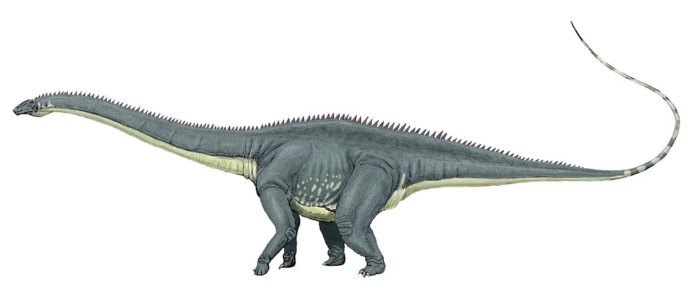 Diplodocus longus