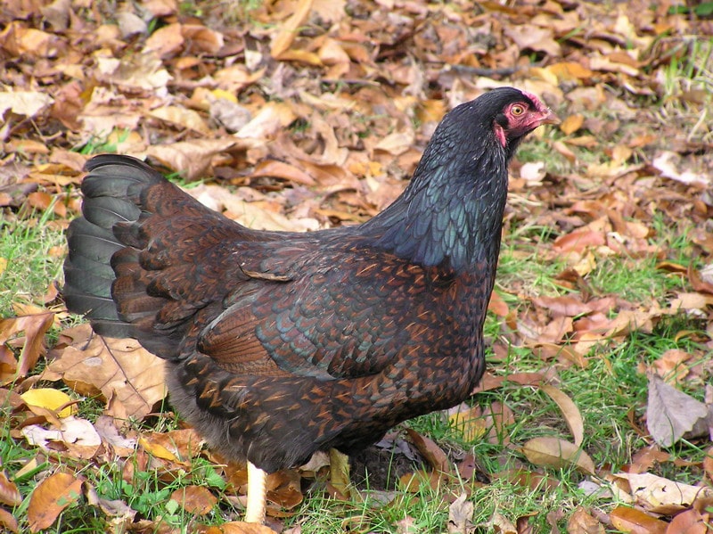 Pollo de Cornualles 