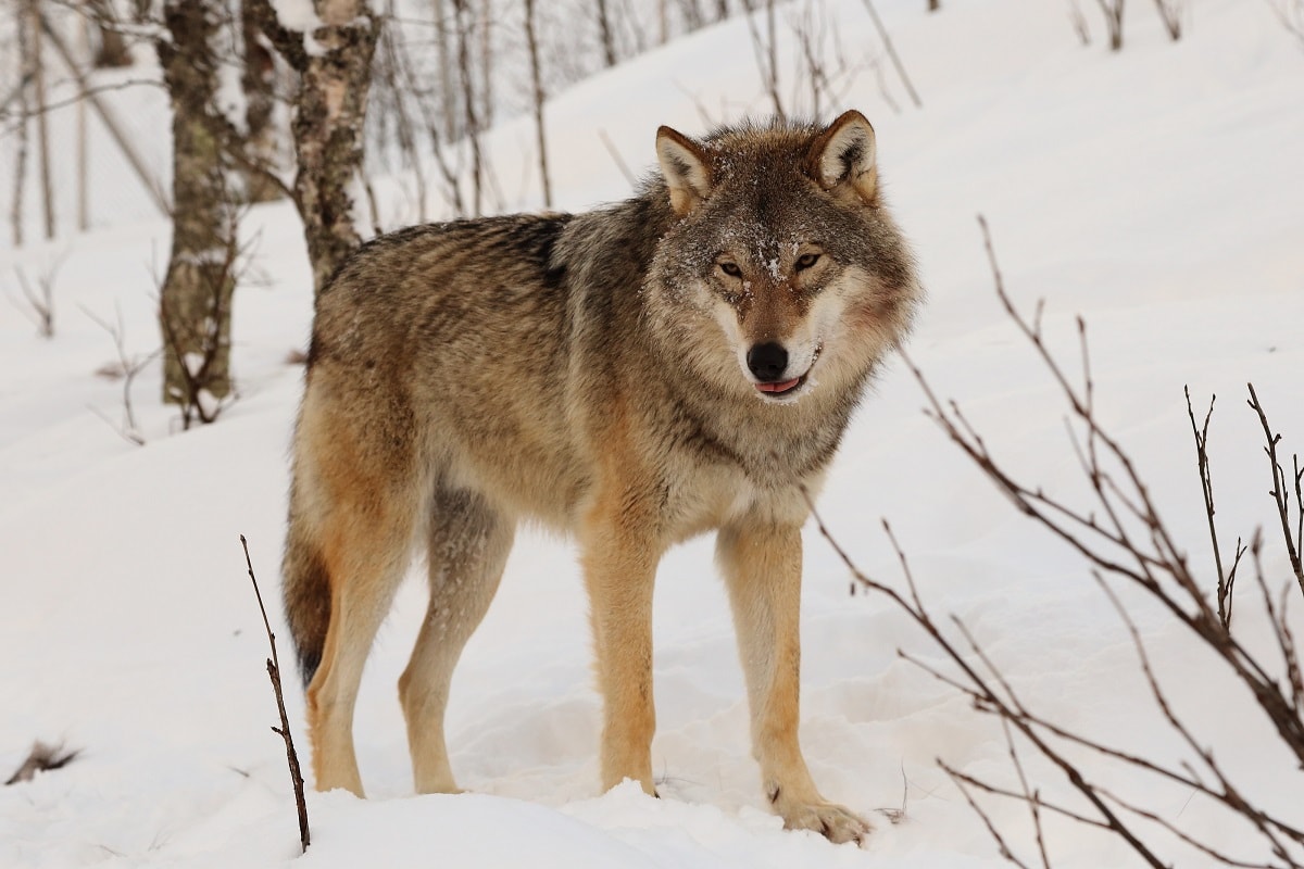 5 Largest Wolves in the World