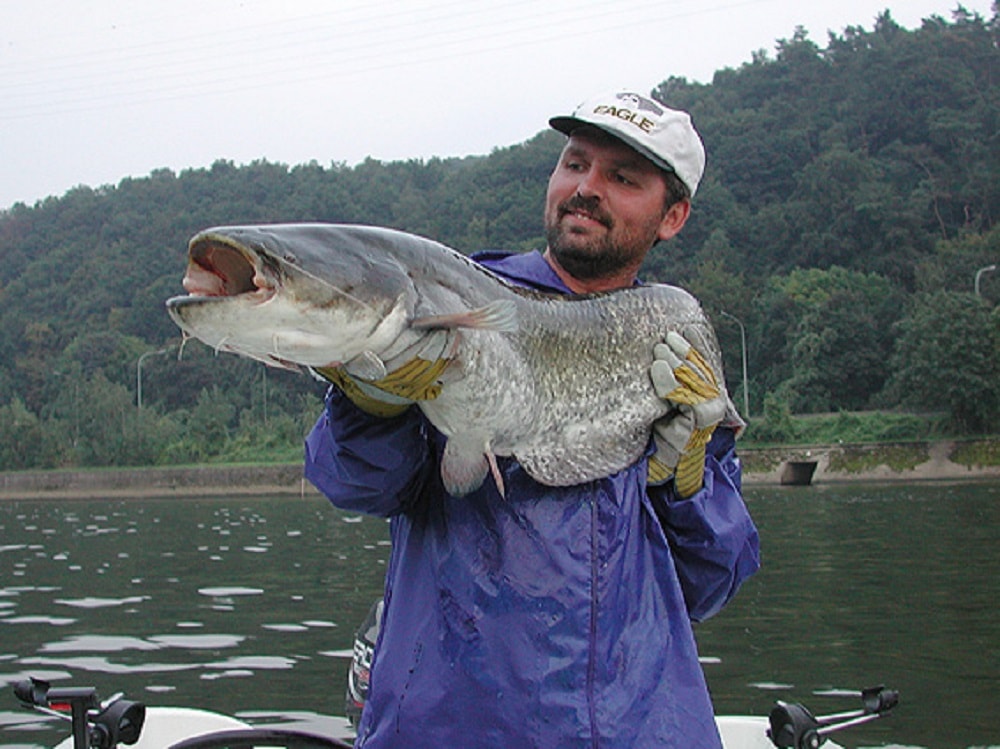 Wels Catfish - (Silurus glanis)